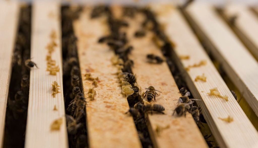 Kaum aufgestellt, sind die emsigen Bienen auch schon am Arbeiten. Ein Volk umfasst rund 15.000 Bienen – und natürlich eine Königin. 